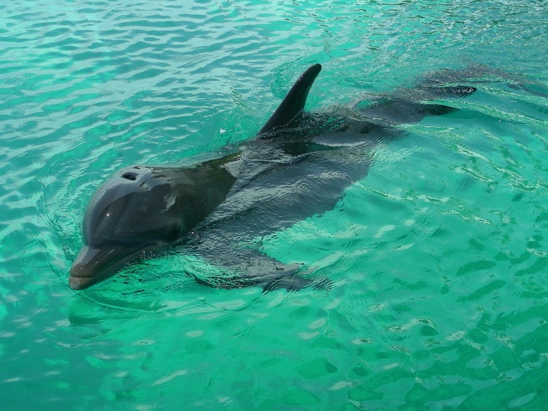 055-dolphins.JPG