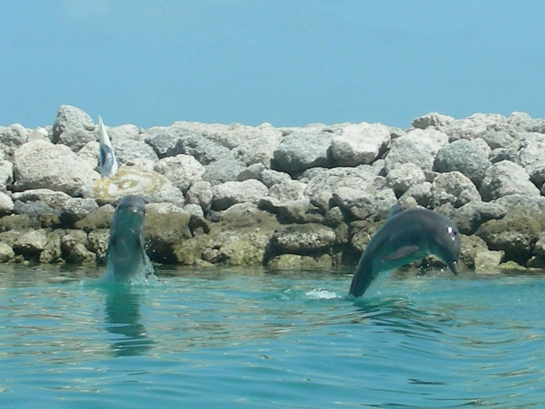 056-dolphins.JPG
