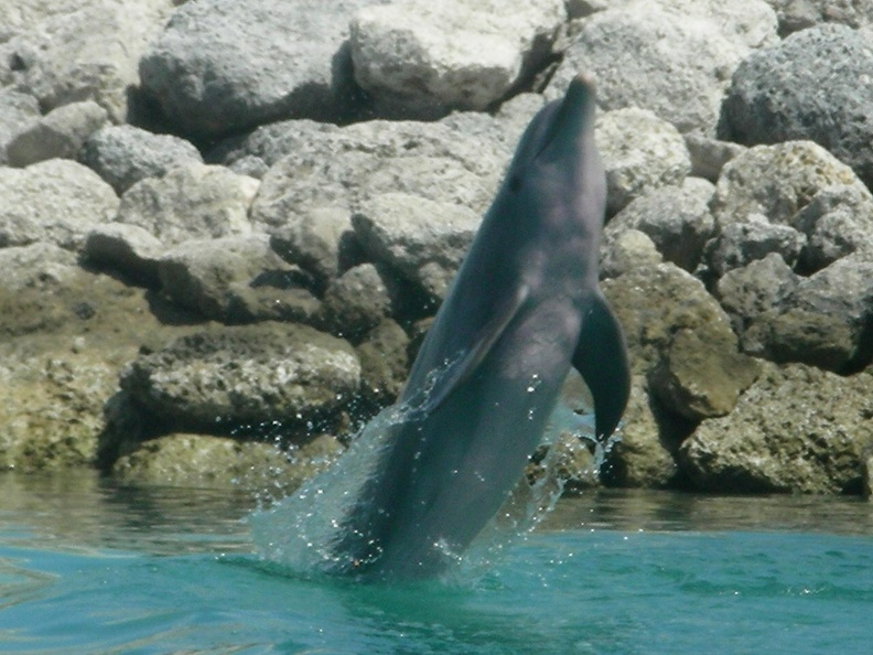 057-dolphins.JPG