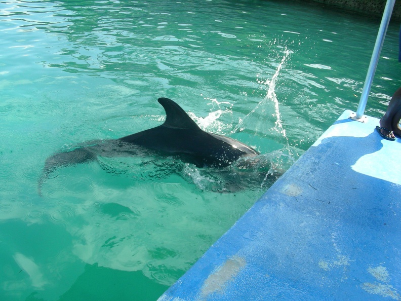 059-dolphins.JPG