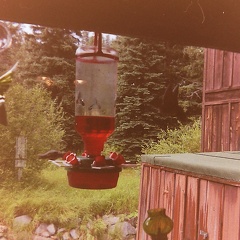 Hummingbirds-H-G-Ranch-Estes-Park-CO