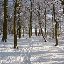 snow 2010
